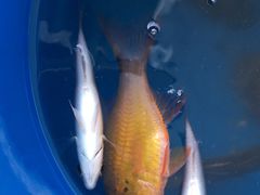 -小猫钓鱼海钓俱乐部(椰梦长廊店)