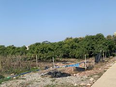 -新塘水果乐园(东洲大道店)