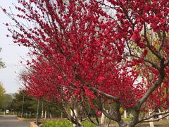 -大兴滨河森林公园