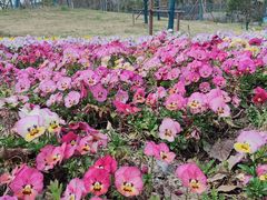 -上海滨江森林公园