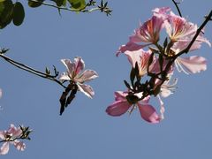 -广东花都湖国家湿地公园