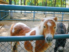 -长白岛森林公园
