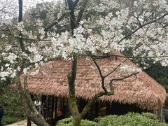 -中国茶叶博物馆(双峰馆区)