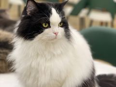 -安格丽娜·狗咖·猫咖羊驼咖(春熙路百盛商场店)