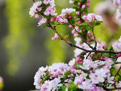 -海棠花溪(元大都城垣遗址公园)