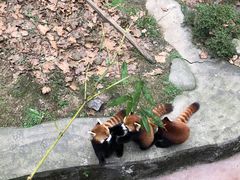 -都江堰中华大熊猫苑