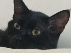 -宠颐生猫科·内科皮肤科(西平世纪城店)