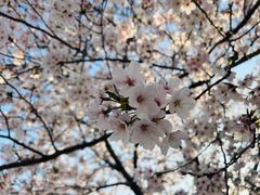 -高东镇樱花园