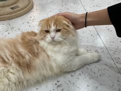 -喵园·猫主题咖啡厅·撸猫·猫咖(国贸店)