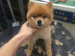 -酷狗靓猫宠物·洗护·美容·寄养(航北路店)