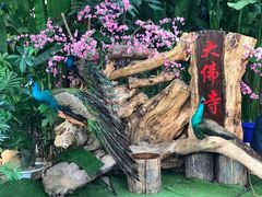 -西双版纳勐泐文化旅游区