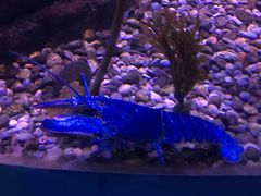 -瑞普利水族馆