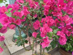 -龚家花园农家乐休闲别墅