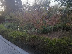-黄村公园