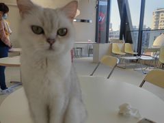 -怪兽屋·羊驼·猫咖·狗咖(俊华广场店)