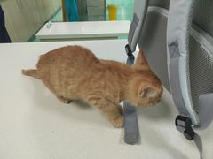 -北京观赏动物医院·24小时大型综合·猫专科·异宠专科