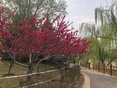 -元大都城垣遗址公园