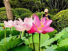 -莲花池公园