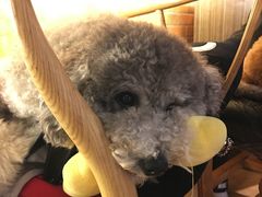 -more than meow吴止猫主题餐厅(承德 中船汇店)