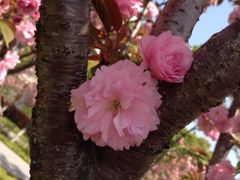 iphone_upload_pic-高东镇樱花园