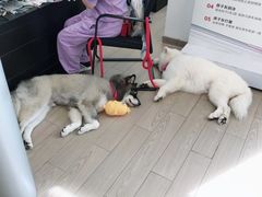 -上海西上海奥杰奥迪汽车销售有限公司(真如店)