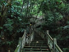 -南宁良凤江国家森林公园