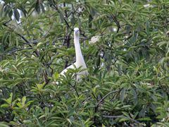 -上海市民办金苹果学校