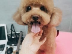 -宠福鑫康馨动物医院·骨科·眼科