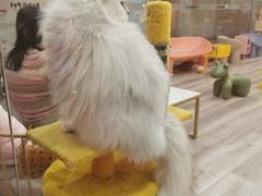 -BABIT巴比特宠物(MOMOPARK店)