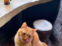 -猫猫幼稚园·撸猫·桌游·电玩