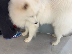 -伟伟宠物医院·CT影像中心·瑞派犬猫综合性门诊(汉口总院)