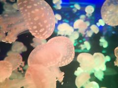 -汉堡王(海昌海洋公园店)