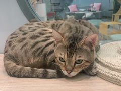 -BABIT巴比特宠物(MOMOPARK店)