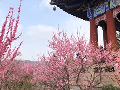 -梅花山(明孝陵内)