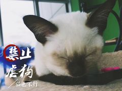 -喵店&猫咖