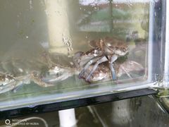 -海岸风情蒸汽海鲜自助餐厅(家宴金手勺店)