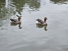 -溱湖国家湿地公园