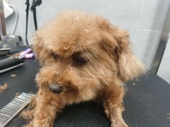 -宠福鑫康馨动物医院·骨科·眼科