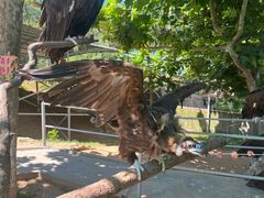 -西霞口神雕山野生动物世界