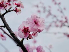 -花开海上生态园