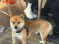 -foodoo芙多松饼店