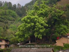 -杨家堂村