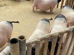 -泉州海丝野生动物世界