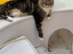 -COLOR PETS 撸猫馆·购猫·猫咖(长风大悦城店)