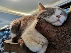 -more than meow吴止猫主题餐厅(承德 中船汇店)