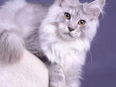-十年猫舍·猫咪专门店(普陀店)