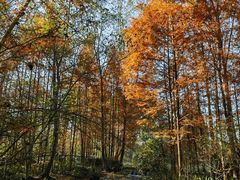 -桤木河湿地公园