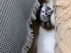 -小猫来了·猫舍(红山六九七九店)