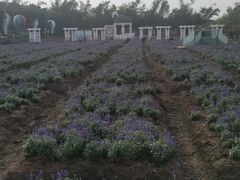 -广州花之恋城堡酒店