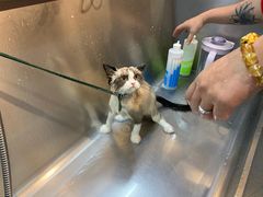 -PETKIT小佩宠物·低压洗护(国顺东路店)